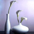 White is beautiful