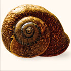 snail