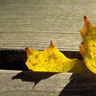 Yellow leaf
