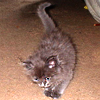 Kitten