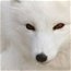 White Fox