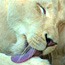 Cosmic Lioness 