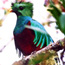 Bird Boy