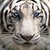 Fierce Like Tiger