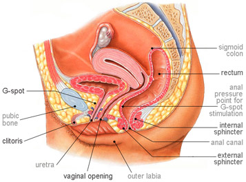 G-spot's location