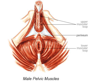 Male Pelvic Muscles