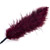 Ostrich feather