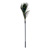 Peacock tickler